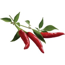 Sazenice Click And Grow Chilli Paprička (CNGR3PCHP)