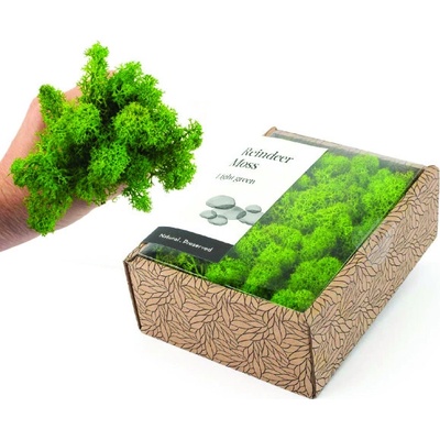 KreaBox - Svetlo zelený lišajník
