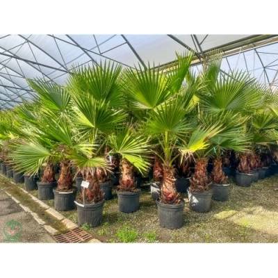 Mexická palma (Washingtonia robusta) – výška 200-220 cm, výška kmeňa 80-90 cm, kont. C50L (-4°C)