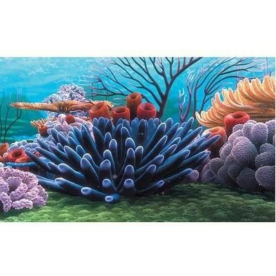 Penn Plax Nemo pozadí Korál 51 x 30,50 cm