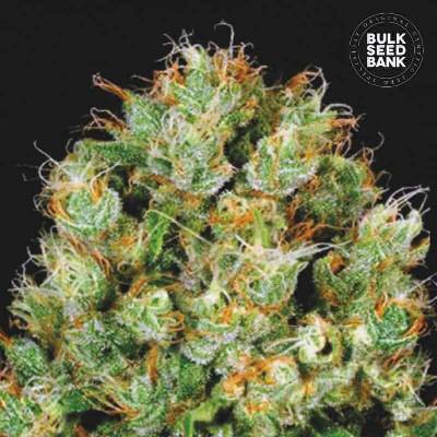 Bulk Seed Bank Sour Diesel semena neobsahují THC 10 ks