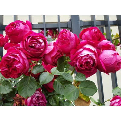 Ruža popínavá Pierre De Ronsard Rosa, výška 150-180 cm, kvetináč 5 l