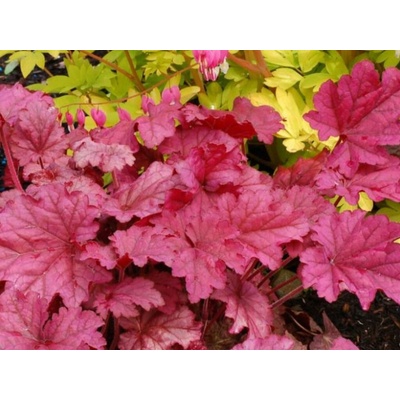 Heuchera Berry Smoothie