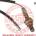 MASTER-SPORT Lambda sonda USL02PCSMS