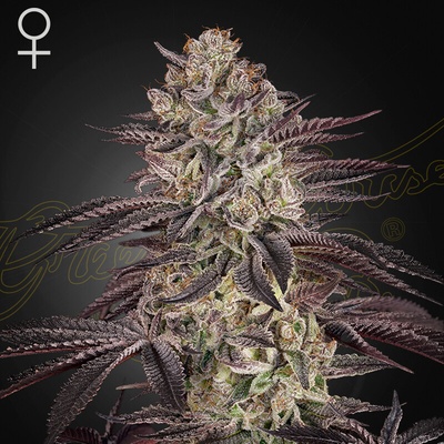 Green House Seed Biscotti Auto semienka neobsahujú THC 10 ks