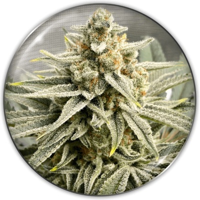 Medical Seeds Co. Grape Fuel semienka neobsahujú THC 3 ks