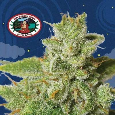 Big Buddha Seeds Cherry Moon Pie semena neobsahují THC 5 ks