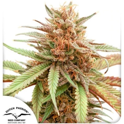 Dutch Passion Durban Dew semena neobsahují THC 3 ks