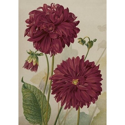 Přání Purple Dahlia