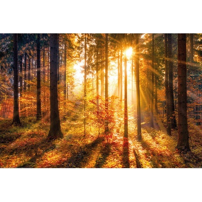 Plagát, Obraz - Forrest - Sun, 120 × 80 cm