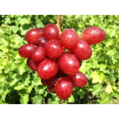 Vinič Darček pre Nikopol подарунок nicoplje, jedna z najlepších skorých odrôd.