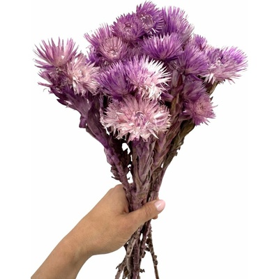 Helichrysum vestitum, slaměnka fialová, svazek 45g