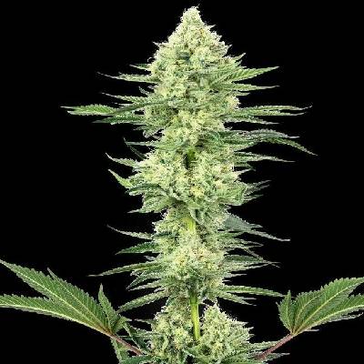 White Label White Gorilla Haze semena neobsahují THC 5 ks