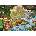 EUROGRAPHICS - Puzzle Noahs Ark - 500 piese