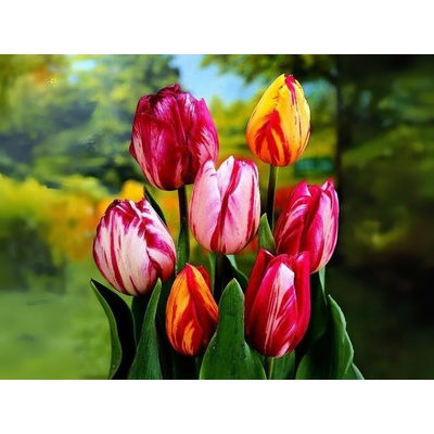 Tulipán Flaming Beauty MIX 7 ks v balení