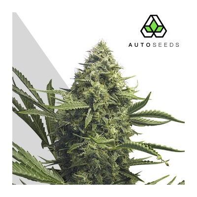 Auto Seeds Sweet CBD Auto semienka neobsahujú THC 5 ks