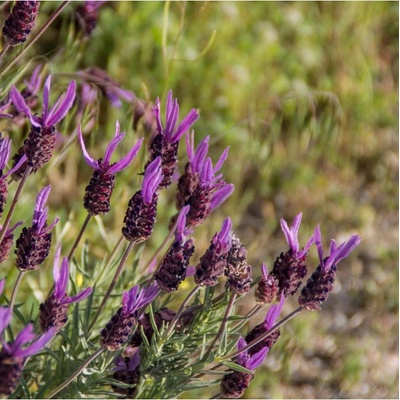 Levandule francouzská - Lavandula stoechas - semena levandule - 20 ks