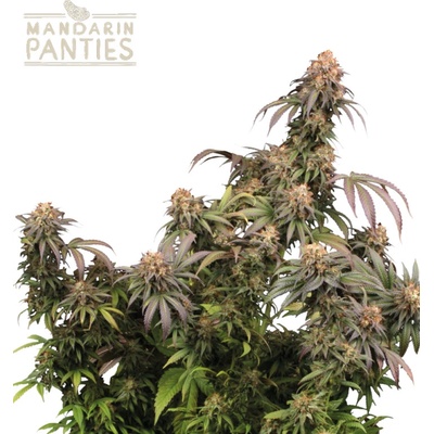 Seedstockers Superior Mandarin Panties semienka neobsahujú THC 25 ks