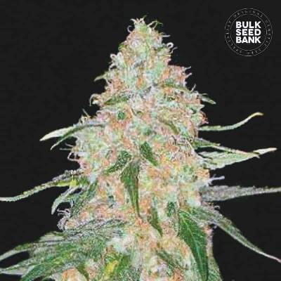 Bulk Seed Bank Special Skunk semena neobsahují THC 10 ks