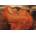 D-Toys - Puzzle Frederic Leighton - Flaming June - Detail - 1 000 piese