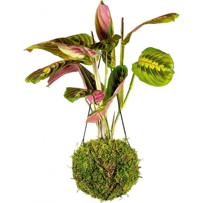 Gardners Kokedama Marantha leuconeura Fascinator (L) Maranta běložilnatá, Modlivka 1 ks