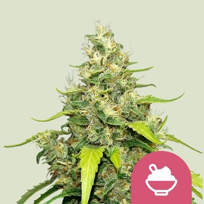 Royal Queen Seeds Blue Gelato semienka neobsahujú THC 100 ks