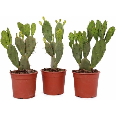 Opuncia veľkotŕňová, výška 20-30 cm, kvetináč 3 l