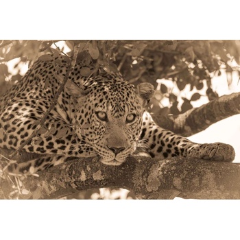 DIMEX ART s. r. o Флизелинов фототапет сепия портрет на леопард 375 x 250 см