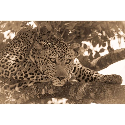 DIMEX ART Флизелинов фототапет сепия портрет на леопард 375 x 250 см