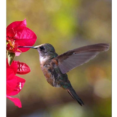 Dimex MS-3-0230 vliesová fototapeta na zeď Kolibrík rozmery 225 x 250 cm