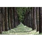 DIMEX ART Флизелинов фототапет тревна гора 375 x 250 см