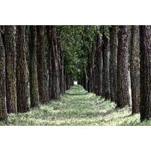 DIMEX ART Флизелинов фототапет тревна гора 375 x 250 см