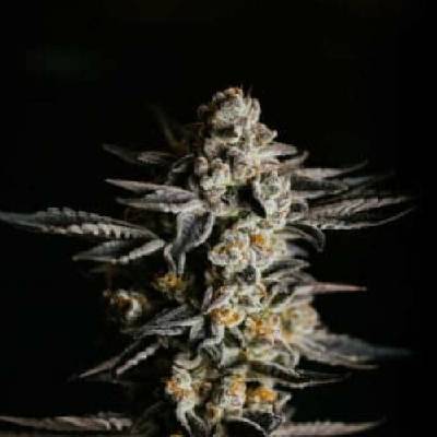 Expert Seeds Amnesia Haze AUTO semena neobsahují THC 3 ks