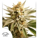 Dutch Passion Lemon Z semena neobsahují THC 3 ks