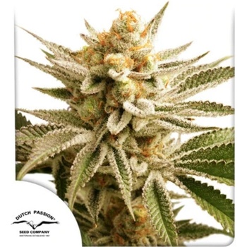 Dutch Passion Lemon Z semena neobsahují THC 3 ks