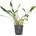 Cryptocoryne Lucens