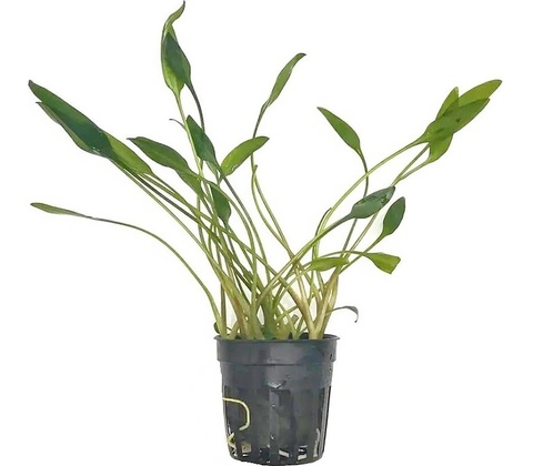 Cryptocoryne Lucens
