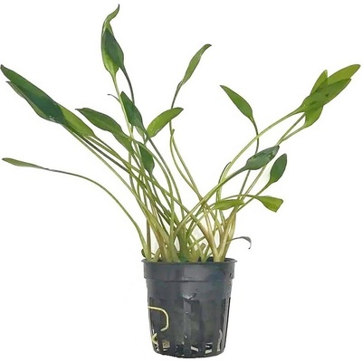 Cryptocoryne Lucens