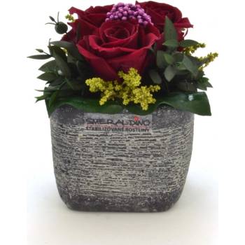 Ina DARK Burgundy - tmavo červená (3x stabilizovaná "večná" ruža v betónovom kvetináčiku)