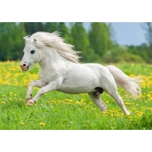 Shetland pony