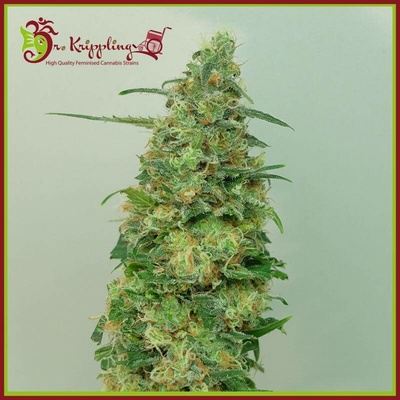 Dr. Krippling Seeds Chemdog Millionaire semena neobsahují THC 5 ks