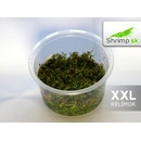 Rotala macrandra