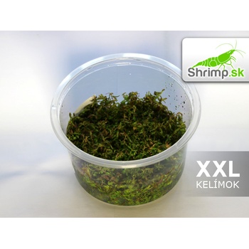 Rotala macrandra