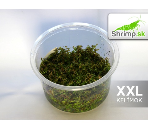 Rotala macrandra
