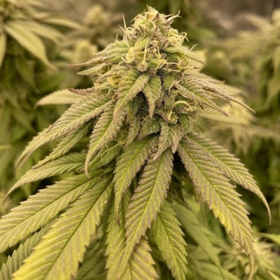 The Cali Connection Boss Hogg semienka neobsahujú THC 6 ks