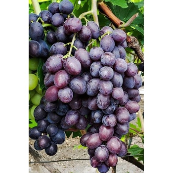 Vinič Bravissimo bezsemenná rezistentná stolová odroda vrúbľovaná sadenica