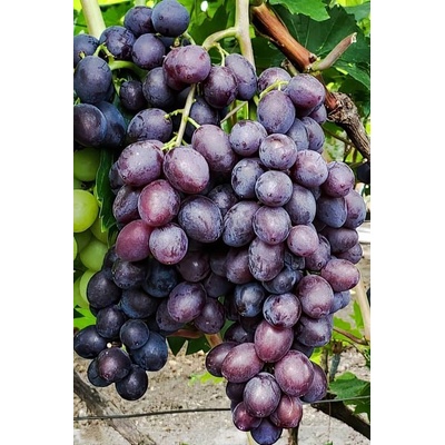 Vinič Bravissimo bezsemenná rezistentná stolová odroda vrúbľovaná sadenica