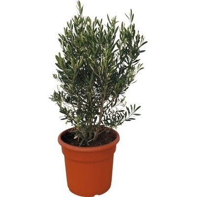 Olivovník európsky FloraSelf Olea europaea 90-110 cm kvetináč Ø 35 cm
