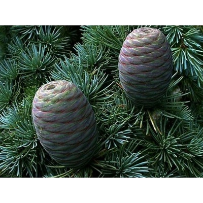 Cedr atlantský (Cedrus atlantica) - strom v kontejneru