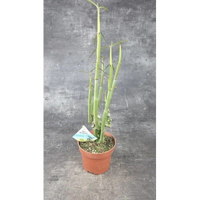 Senecio Anteuphorbium 13 cm